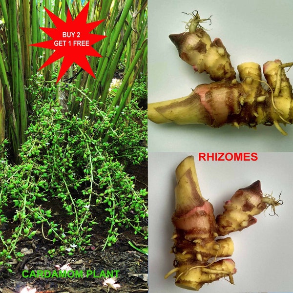 Cardamom Plant / Elachi / Elettaria cardamomum / Flowers in 1 year / 1 Rhizome/ Contact whatsapp +919241228945 for purchase