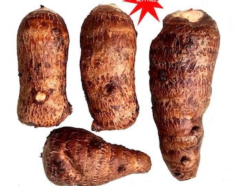 Taro / Colocasia esculenta/ Semilla/ Bulbo / 1 Rizoma