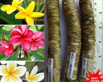 Plumeria / Fragipani / Araliya / Chembakam / Pagoda / 3 colours, 3 Cuttings /Contact whatsapp +919241228945 for purchase