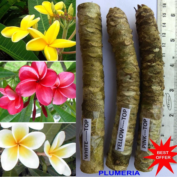 Plumeria / Fragipani / Araliya / Chembakam / Pagoda / 3 colours, 3 Cuttings /Contact whatsapp +919241228945 for purchase