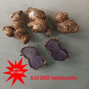 Op de afbeelding: Verschillende stukken zwarte gember, met een donkerbruine buitenkant en een levendig paars interieur, worden getoond. De afbeelding bevat de tekst "BLACK GINGER / Kaempferia parviflora" en een rode ster-burst grafiek met de tekst "BUY 2 GET 1 FREE."