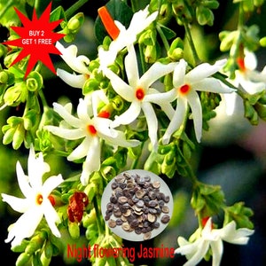 Parijath / Parijatham / Parijat / Night flowering Jasmine / Coral Jasmine / Harsingar / 5 Seeds/Contact whatsapp 919241228945 for purchase image 1