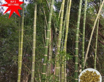Dendrocalamus Strictus Samen, fester mnnlicher Bambus, Riesenbambus - 100  bis 1000 - Etsy.de
