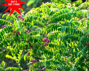 Curry leaf / Curry leaves / Curry veppu / Sweet neem / 10 Seeds