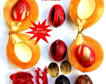 Semillas de nuez moscada / Semillas de Myristica fragrans / Nuez moscada especiada / 4 Semillas para plantar