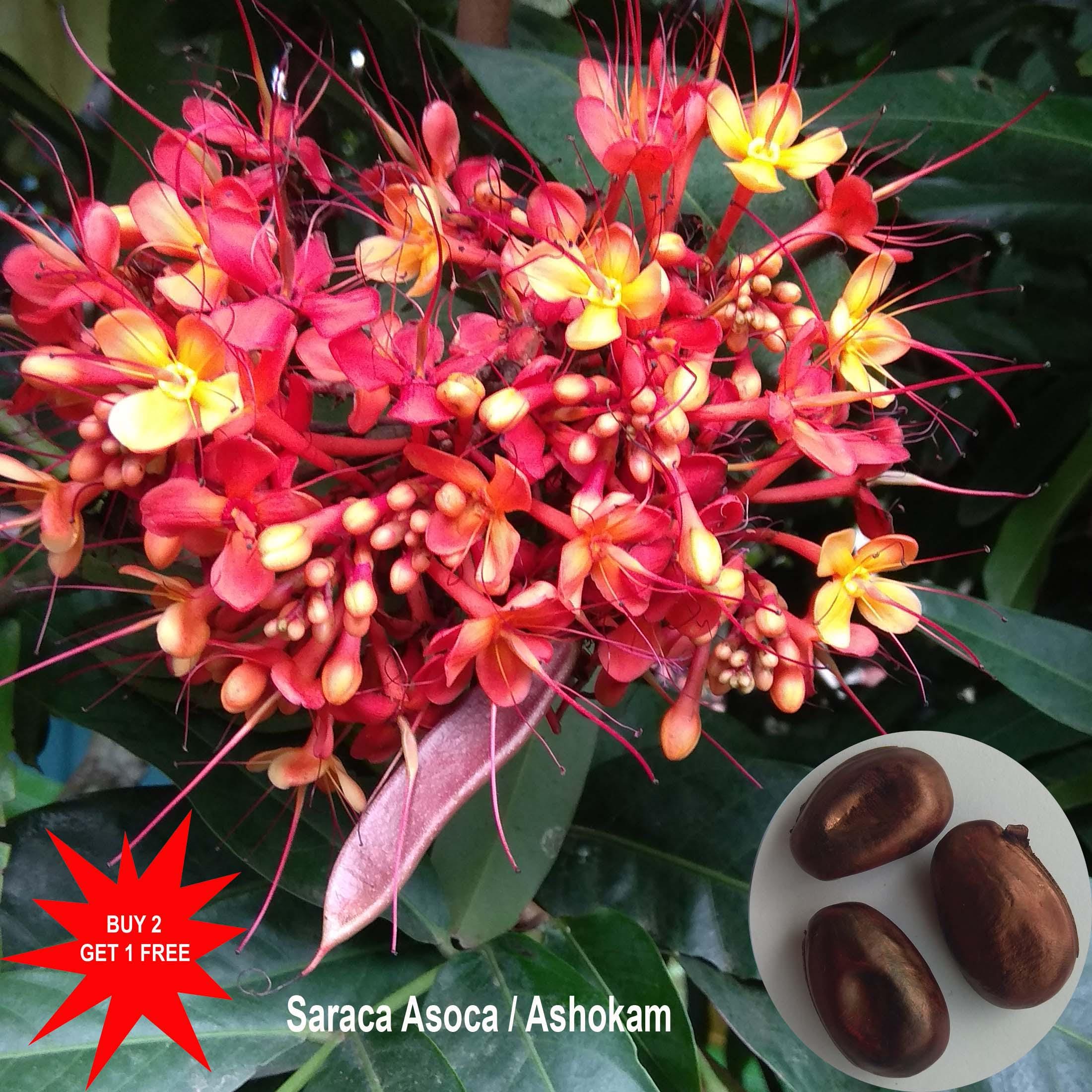 Ashoka Tree / Saraca Asoca / Sita Ashok / Sorrow-less Tree / Rare Tree / 3  Seeds - Etsy Israel