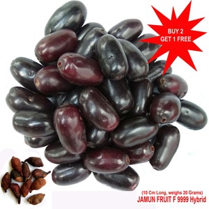 以下が含まれることがあります： 濃い紫色のジャムンフルーツの山で、黒いプラムとしても知られています。近くに茶色の種がいくつか散らばっています。フルーツの上には、赤い星形のバーストの中に「2つ購入で1つ無料」というテキストがあります。フルーツの下のテキストには、「（長さ10cm、重さ20グラム）JAMUN FRUIT F 9999 Hybrid」とあります。