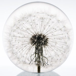 May include: A white dandelion seed head encased in a clear glass sphere. The dandelion is preserved and appears delicate and fragile.