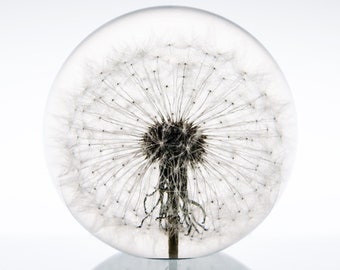 Dandelion Objet d'Art - Dandelion Paperweight - Real dandelion seed puff encased in transparent resin - Free Shipping