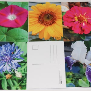 Cartes postales avec photographie de fleurs - Happy Mail - Mail to Friends - Impression photo originale de haute qualité