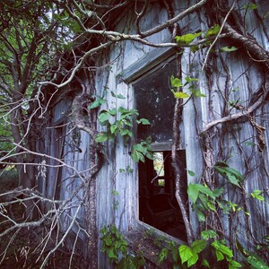 Photo print When nature takes over an abandoned barn.