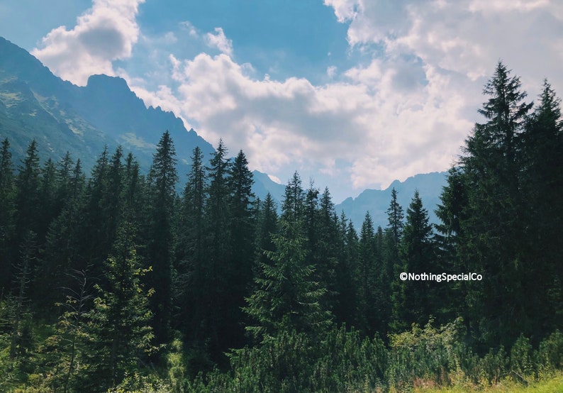 Peut inclure: Vue d'une for&ecirc;t dense d'arbres &agrave; feuilles persistantes avec une cha&icirc;ne de montagnes en arri&egrave;re-plan. Le ciel est bleu avec des nuages blancs.