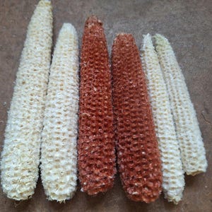 Dried Farm Corn Cobs, Fall Thanksgiving Decor, DIY Crafts