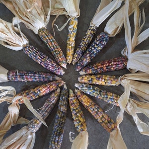 May include: A circular arrangement of twelve ears of multicolored flint corn, each featuring a variety of kernels in shades of blue, purple, yellow, orange, and red. Each ear of corn is attached to a dried, light tan husk at the top end.