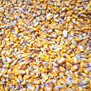 Shelled Yellow Corn Kernels: Wild Animal Feed, Colorful Fall Decor, Bird Feed