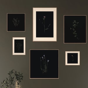 Scanography, Dark Herbarium, Botanical Scans, Moody Melancholic Photography, Black Background, Gallery Wall Set, Plants, Printable Art