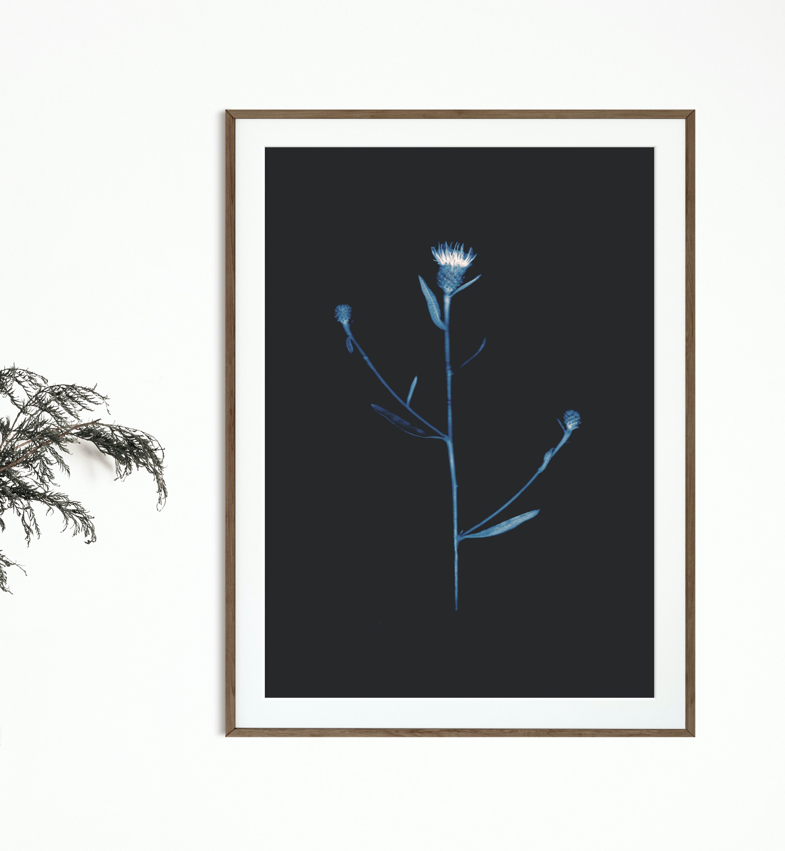 Centaurea, Knapweed, Instant Download, Scanography, Herbarium, Wall Art ...