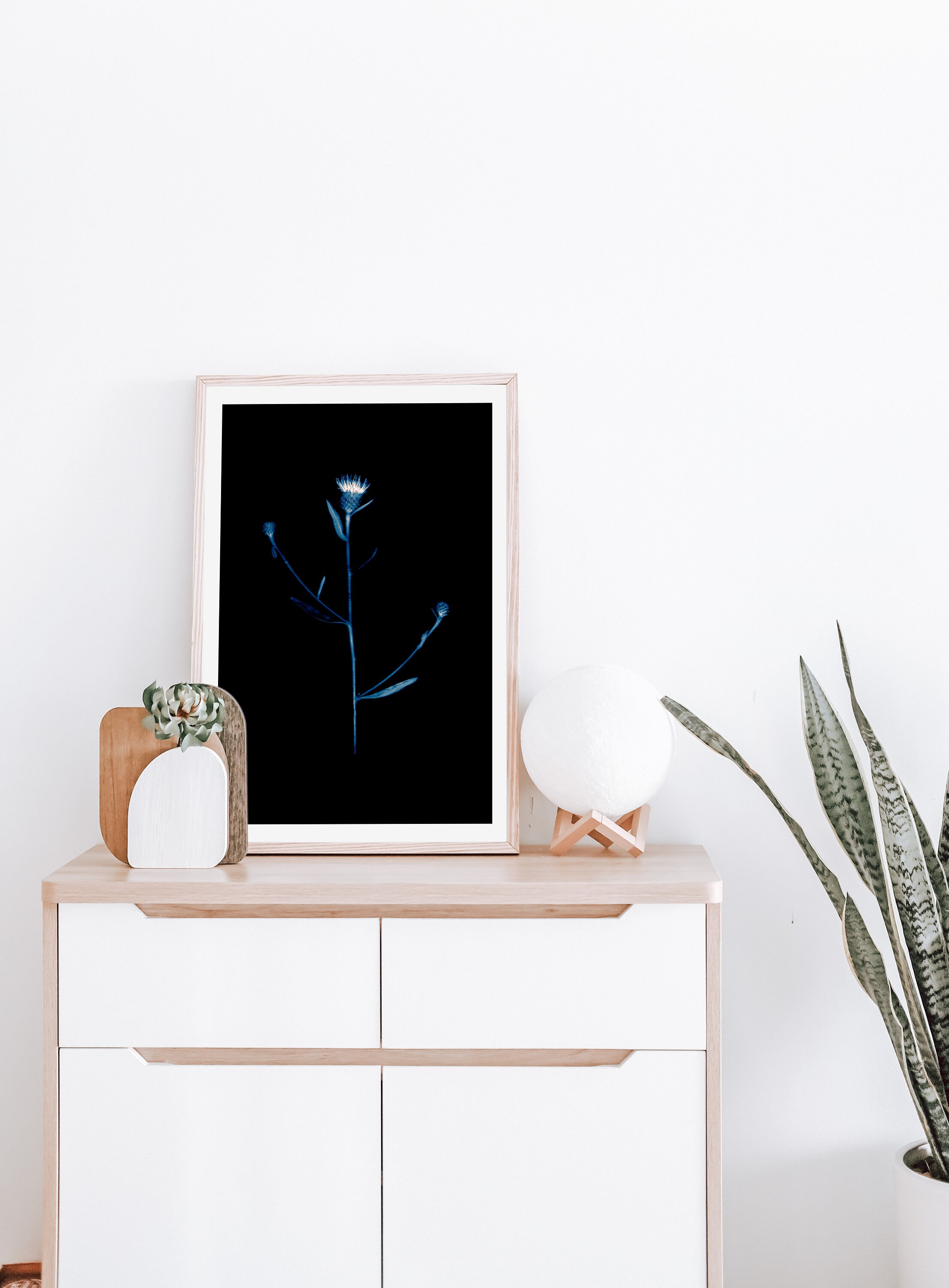 Centaurea, Knapweed, Instant Download, Scanography, Herbarium, Wall Art ...