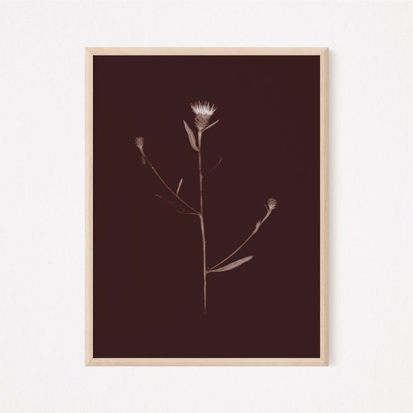 Centaurea, Knapweed, Instant Download, Scanography, Herbarium, Wall Art, Botanical Photography, Sepia, Brown, JPEG