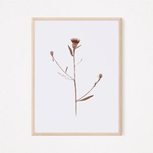 Centaurea, Knapweed, Instant Download, Scanography, Herbarium, Wall Art, Botanical Photography, Brown, Sepia, JPEG