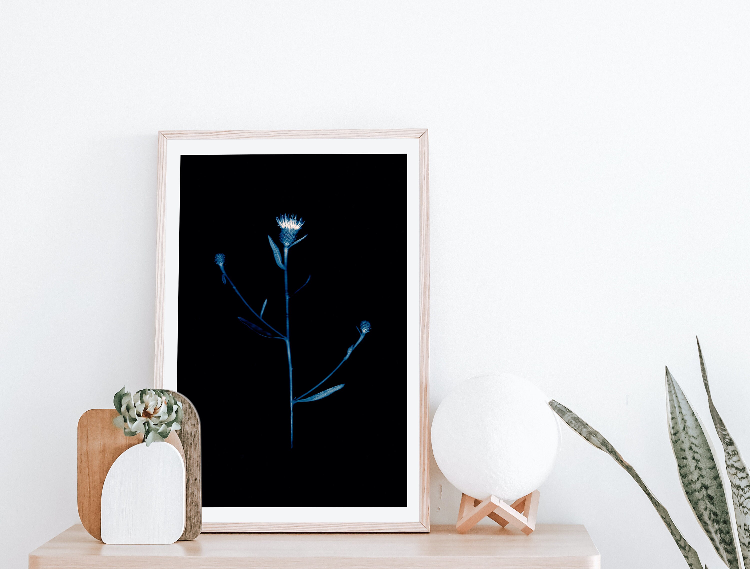 Centaurea, Knapweed, Instant Download, Scanography, Herbarium, Wall Art ...