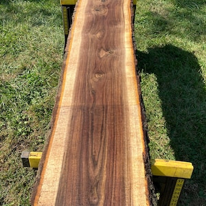 May include: A long, unfinished walnut wood slab with a natural edge. The wood grain is visible, showcasing a mix of dark brown and lighter tan tones. The slab is supported by yellow sawhorses, and the scene is set outdoors on grass.