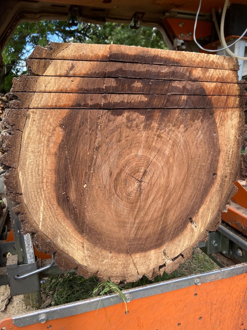 May include: A cross-section of a freshly cut tree trunk, showcasing the natural wood grain and growth rings. The wood has a rich brown color with darker areas, and the edges show the rough texture of the bark. The cut is clean, revealing the tree's age and structure.