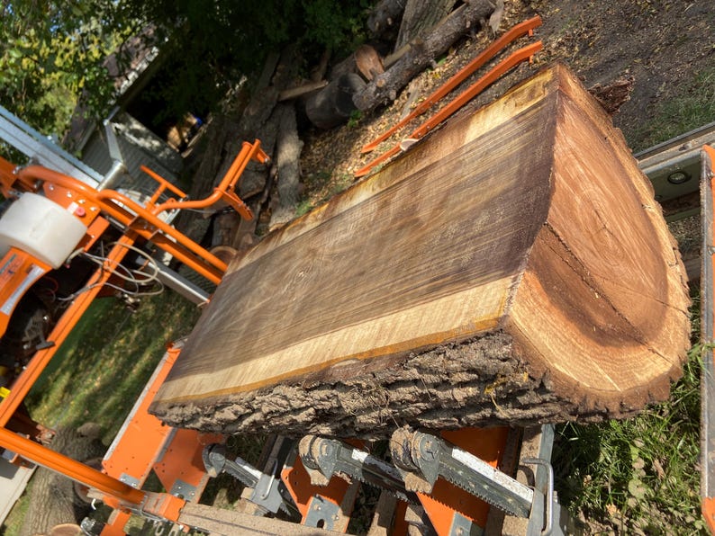 May include: A large, freshly cut section of a tree trunk, showcasing the natural wood grain and bark. The wood is a rich brown color with lighter edges. The log is resting on an orange sawmill.