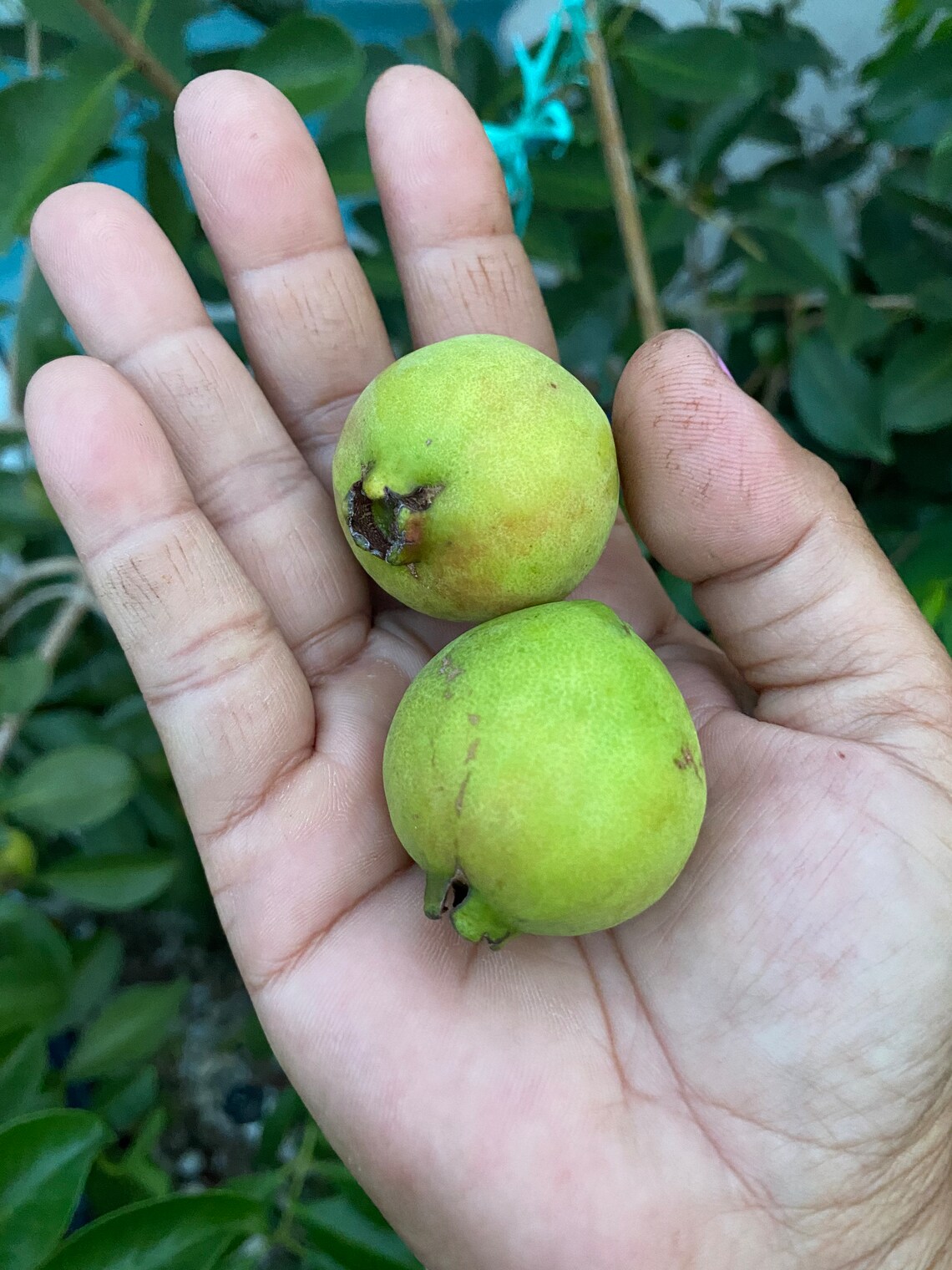 Red Guava Seeds Cold Hardy Guava Etsy Ireland
