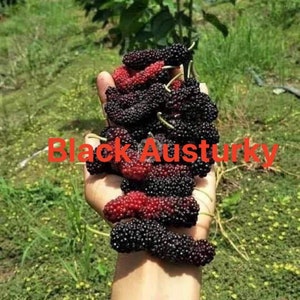 10 cuttings of Black Austurky Mulberry fresh cut by order