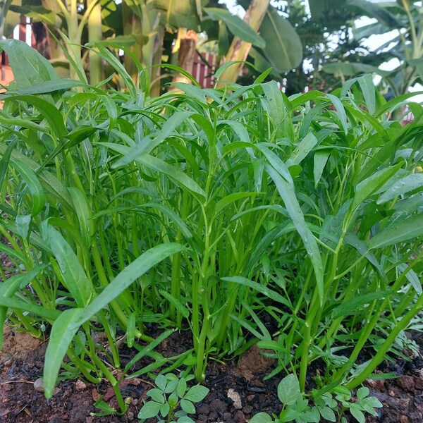 Water Spinach Seeds 400+ seeds