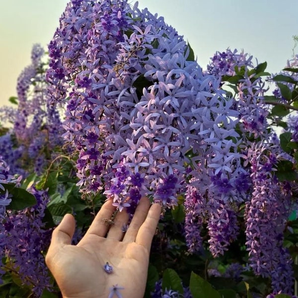 Purple Petrea Volubilis Air Layered plants ( Actual plant)