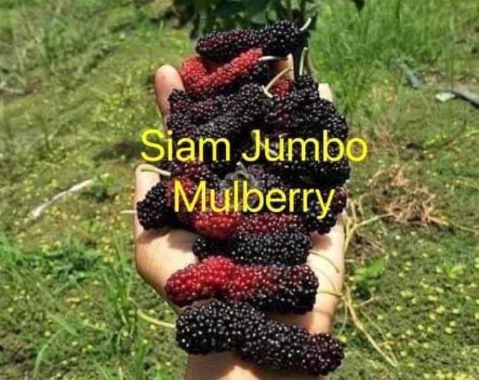 Siam Jumbo Mulberry Plants Rare Huge Long Sweet Fruit Etsy