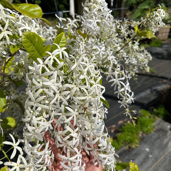 White Petrea Volubilis ( White Queen’s wreath ) Air Layered plant in a gallon pot ready to flower.