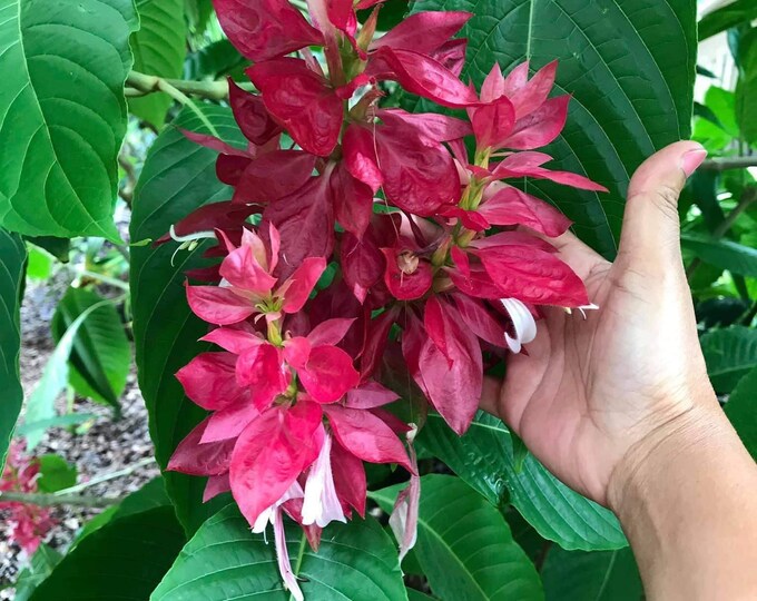 Brazilian Red Cloaks Well Rooted Plants Etsy