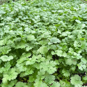 Cilantro seeds 300+ seeds