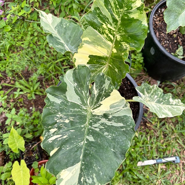 1 corm of Variegated Alocasia Tyrion ( rare find)