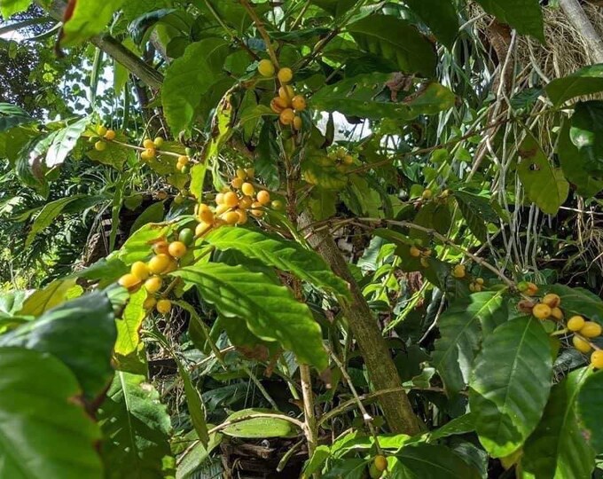 Brazilian Yellow Bourbon Coffee Seeds Rare Etsy