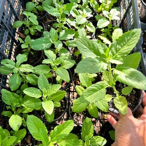 2 Thai Green Holy basil plants