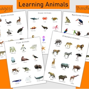 Learning different types of animals, ocean animals, rainforest animals, desert animals, polar animals, grassland animals, kids learning