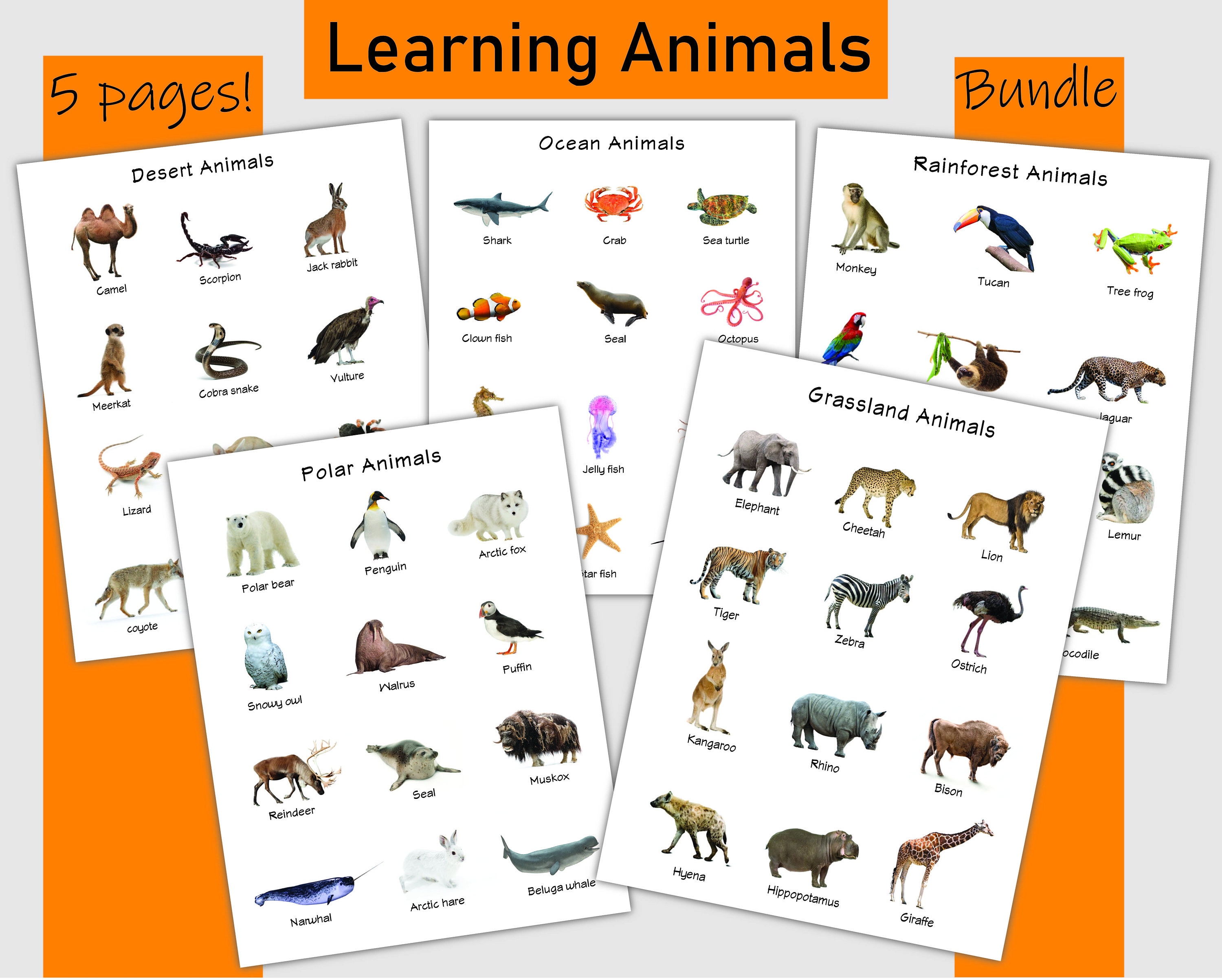 Learning Different Types of Animals Ocean Animals Rainforest - Etsy UK Learning Different Types of Animals Ocean Animals Rainforest - Etsy UK