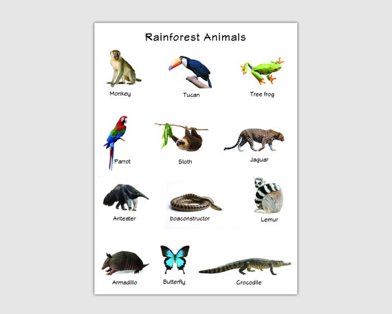 Learning Different Types of Animals Ocean Animals Rainforest - Etsy Learning Different Types of Animals Ocean Animals Rainforest - Etsy