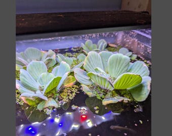 Water Lettuce Rosette (Pistia Sp.) - BUY3GET1FREE- Live Aquarium Floating Pond Plant  (1 plant)
