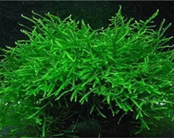 Java Moss Portion as Shown in the Pictures. Live Aquarium Plants. UNTRACKED FREE SHIPPING