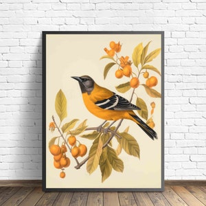 Póster de pájaro oropéndola, impresión artística, pintura de arte retro animal