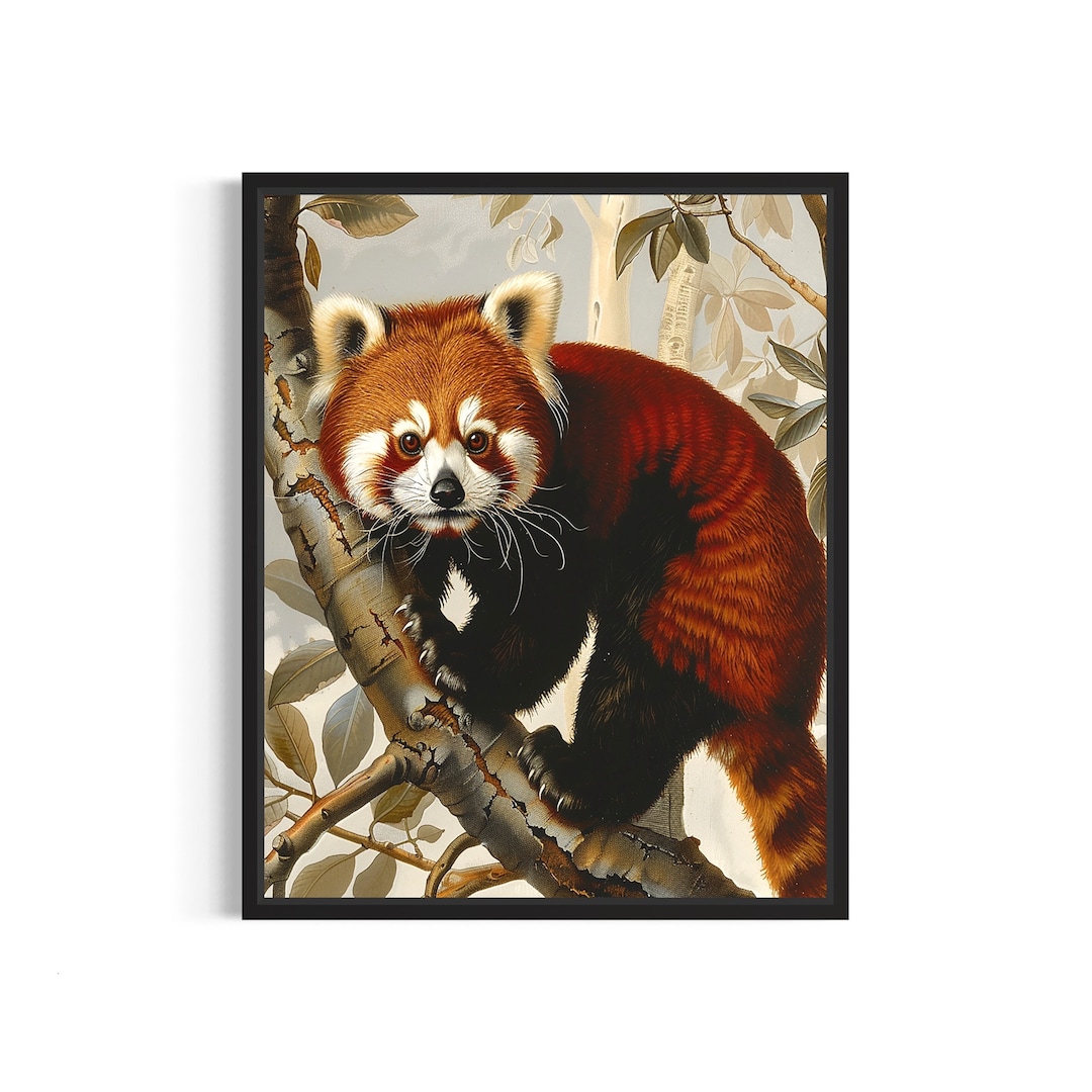 Red Panda Poster Art Print, Vintage Animal Painting Wall Decor - Etsy