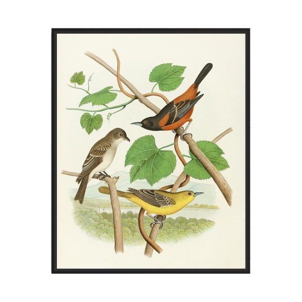Wood Pewee, Orchard Oriole (1882) Art Print Poster, Vintage Bird Wall Art Painting, Bird Photo Decor