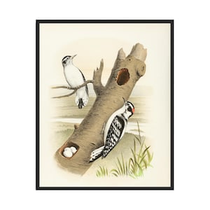 Downy Woodpecker (1882) Art Print Poster, Vintage Bird Wall Art Painting, Bird Photo Decor