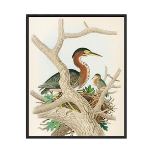Green Heron (1882) Art Print Poster, Vintage Bird Wall Art Painting, Bird Photo Decor