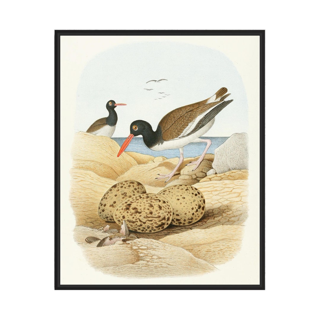 American Oystercatcher 1882 Art Print Poster Vintage Bird Etsy
